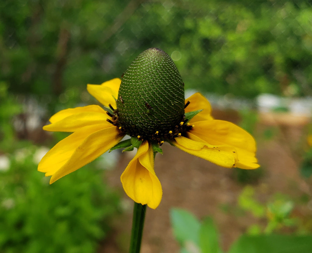 Clasping Coneflower (Dracopis amplexicaulis)