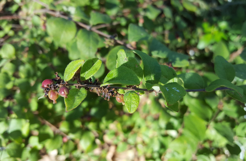 Coralberry (Symphoricarpos orbiculatus)