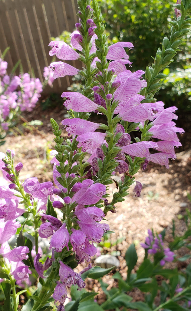 Fall obedient plant (Physostegia virginiana)