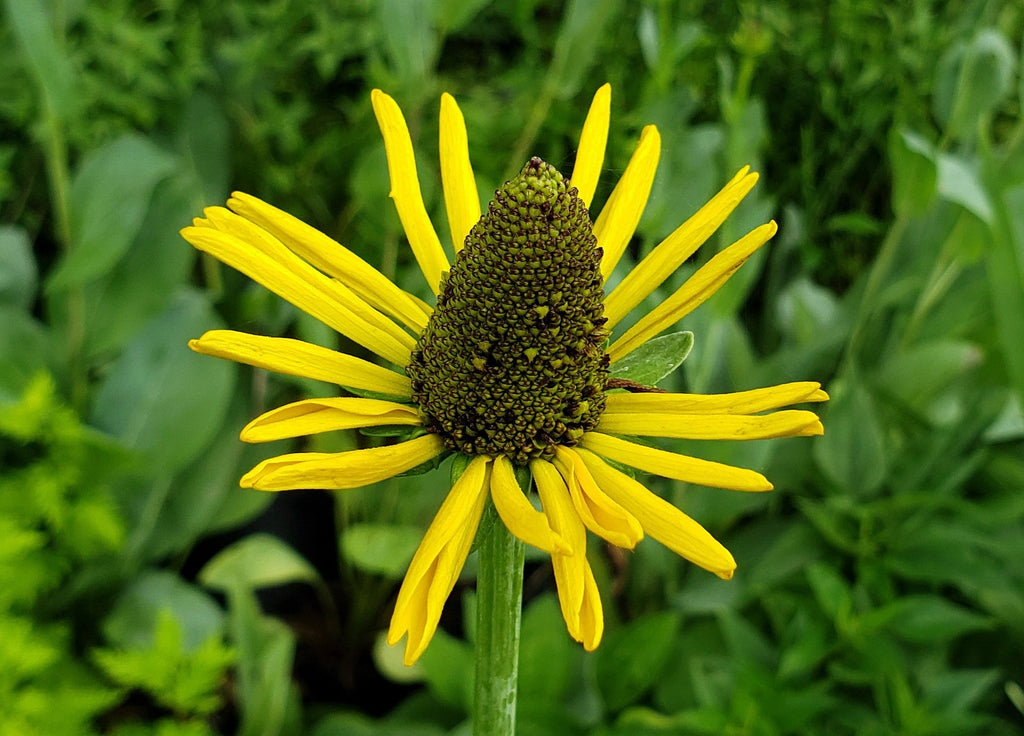 Giant Coneflower (Rudbeckia maxima)