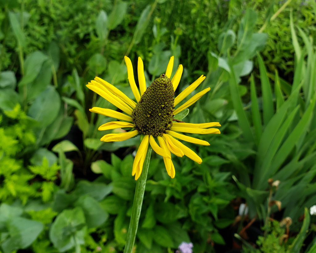 Giant Coneflower (Rudbeckia maxima)