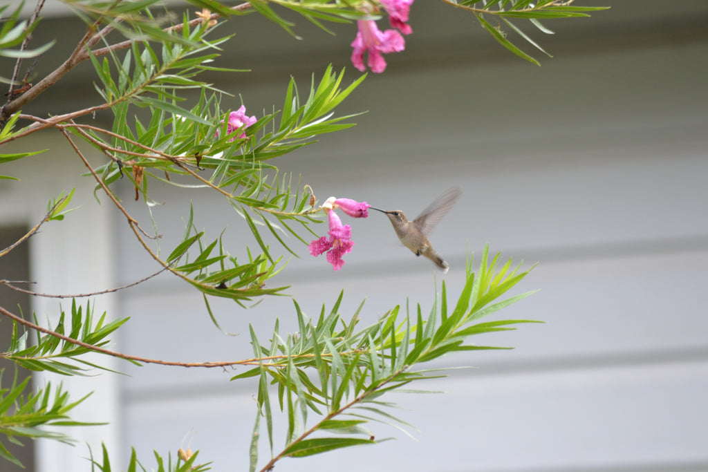 Desert willow 'Bubba" (Chilopsis linearis 'Bubba')