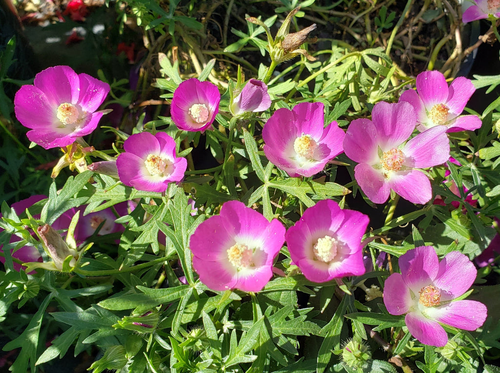 Callirhoe involucrata (Winecup)