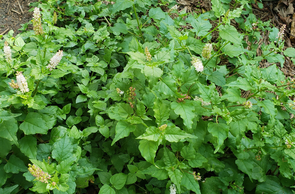 Pigeonberry (Rivina humilis)