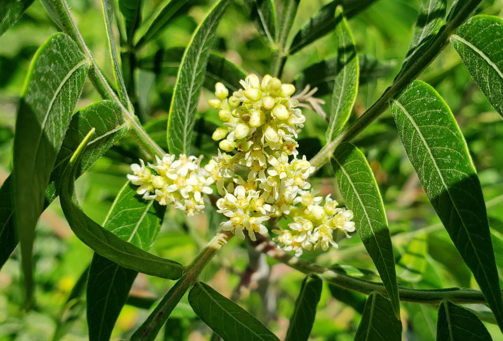 Sumac, prairie flameleaf (Rhus lanceolata)