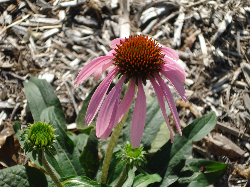 Purple coneflower (echinacea purpurea)