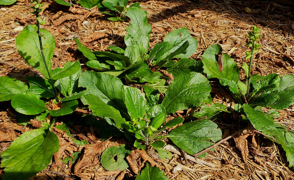 Lyreleaf sage (Salvia lyrata)