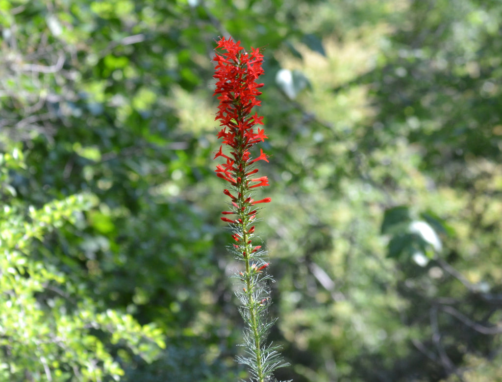 Ipomopsis rubra (Standing Cypress)