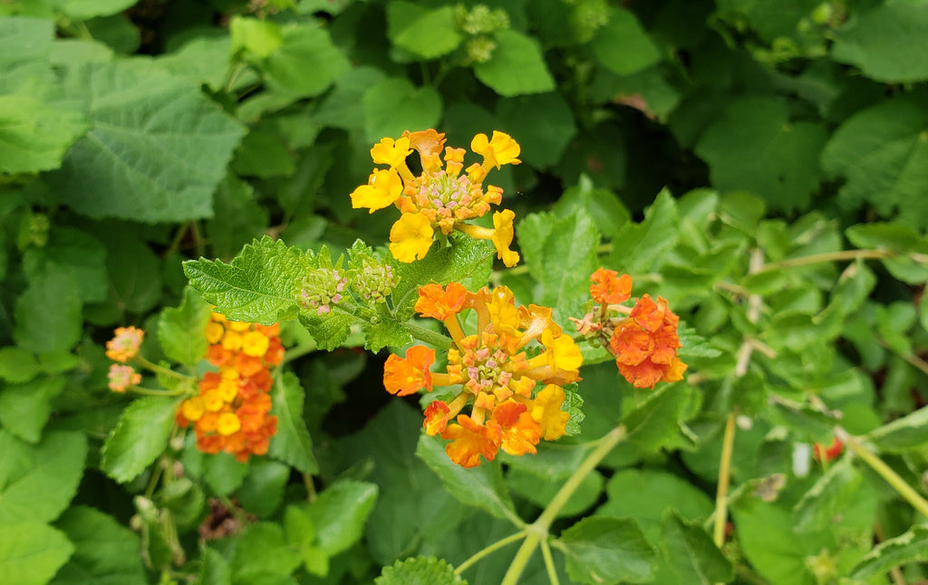 Texas lantana (Lantana urticoides)