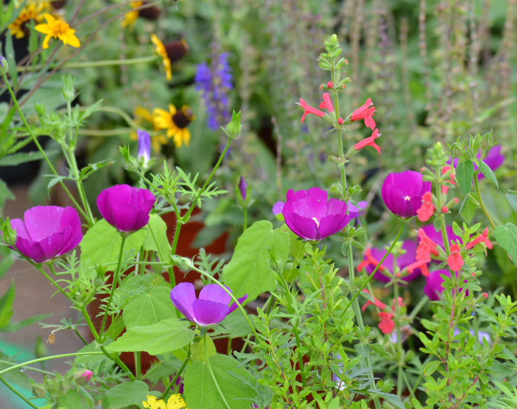 Callirhoe involucrata (Winecup)