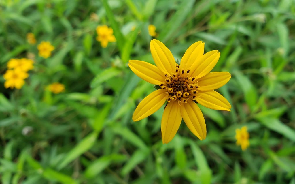 Zexmenia (Zexmenia hispida or Wedelia hispida)