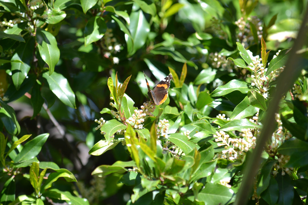 Prunus caroliniana (Cherry Laurel)