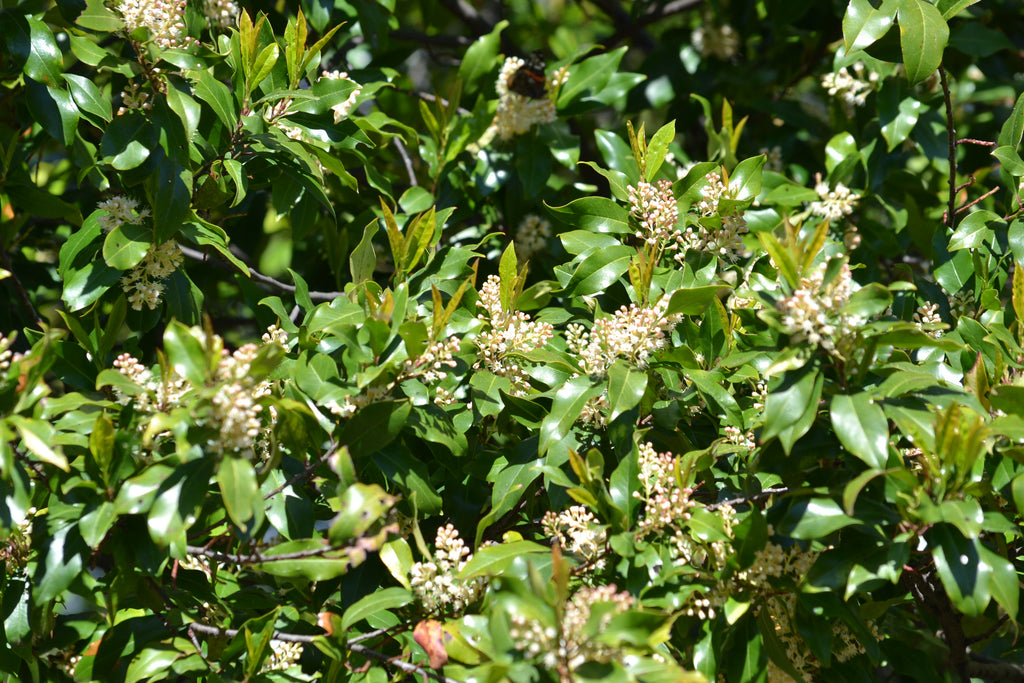 Prunus caroliniana (Cherry Laurel)