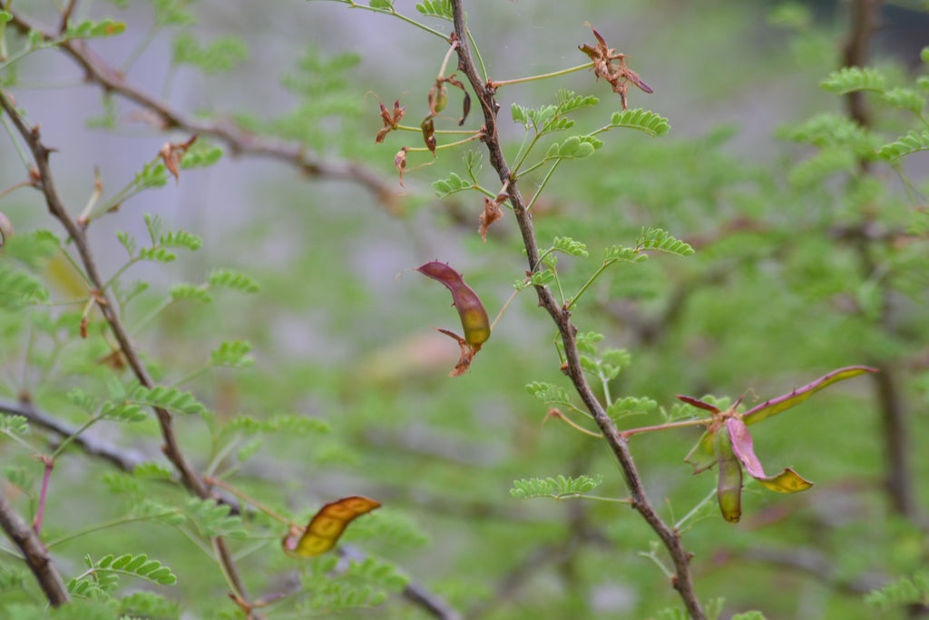 Fragrant mimosa (Mimosa borealis)