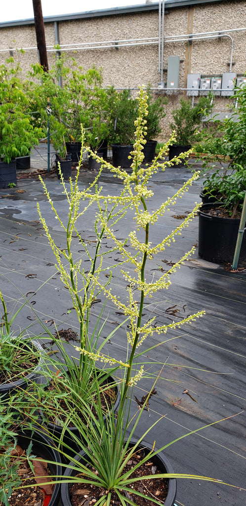 Lindheimer's Beargrass (Nolina lindheimeriana)