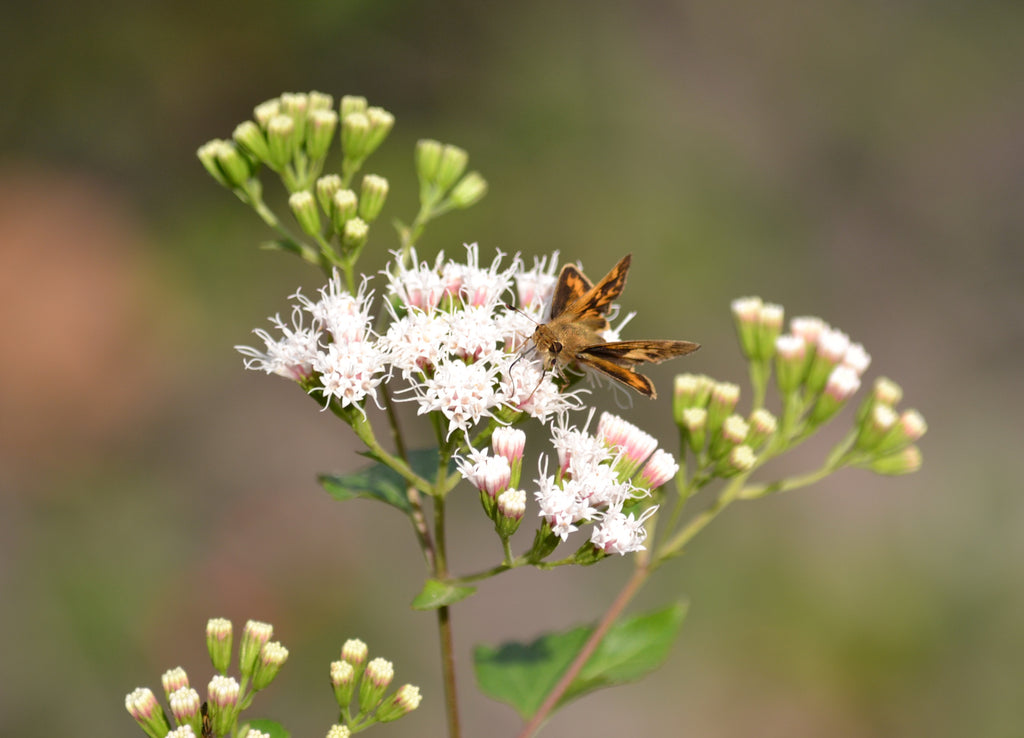 Shrubby boneset (Ageratina havanensis)